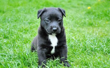 Celebrating the 10th Anniversary of our Sanctuary