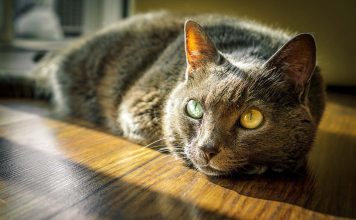 Top Facts about Animal Behaviour