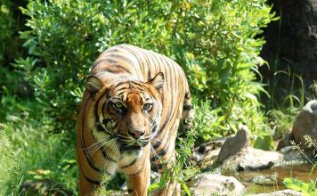 Hip Dysplasia and Dogs