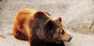 Honduras Bans Circuses