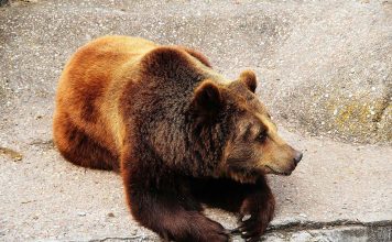Meet Cholita, The Abused Circus Girrafe from Peru