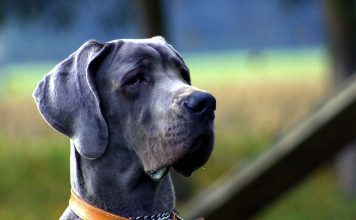 A New Look At Chickens